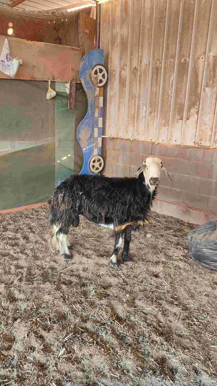 خروف.فحل.مشروط 0