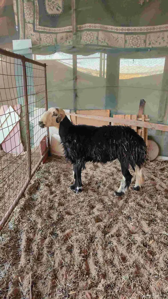 خروف.فحل.مشروط 1