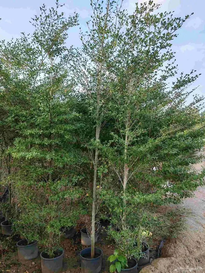 Terminalia mentalis 1