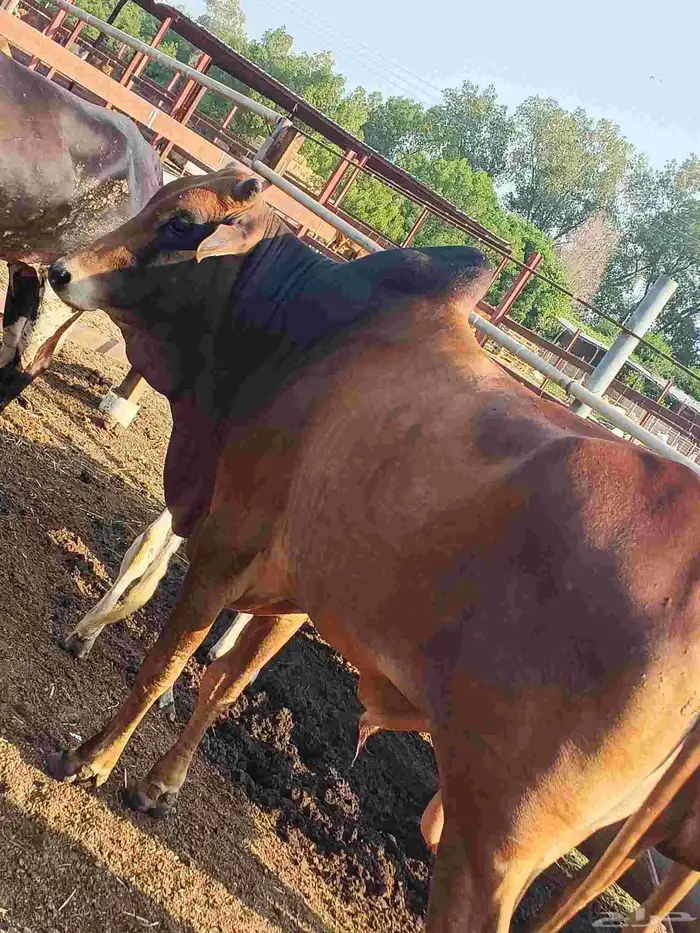 أعراض لكم بقاير جاموس وبلدي وفحل بلدي 2