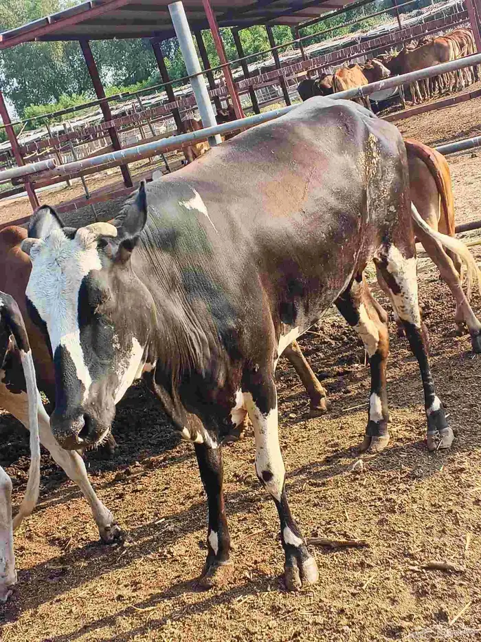 أعراض لكم بقاير جاموس وبلدي وفحل بلدي 3