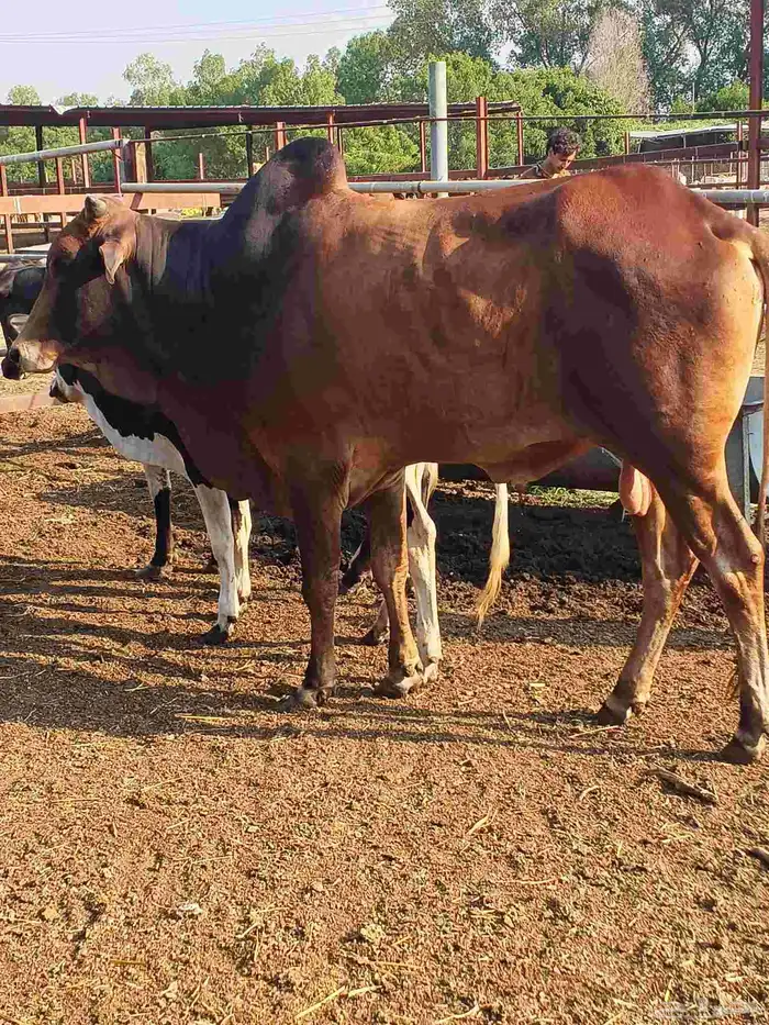 أعراض لكم بقاير جاموس وبلدي وفحل بلدي 0