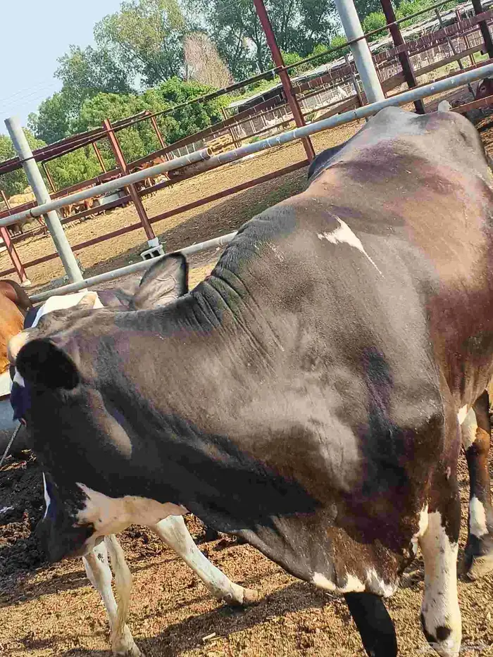 أعراض لكم بقاير جاموس وبلدي وفحل بلدي 7