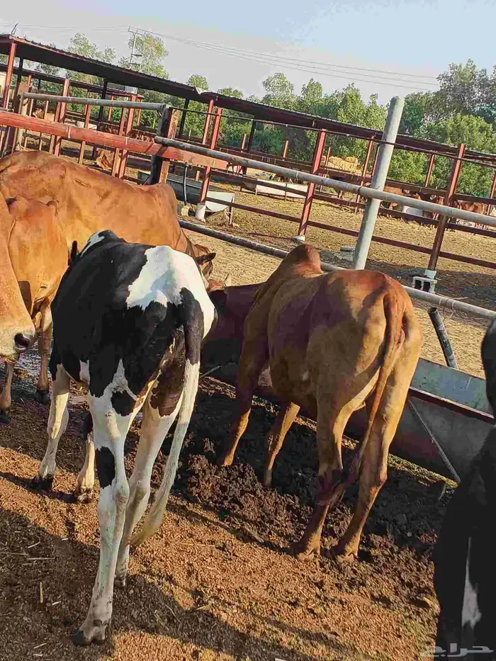 أعراض لكم بقاير جاموس وبلدي وفحل بلدي 8