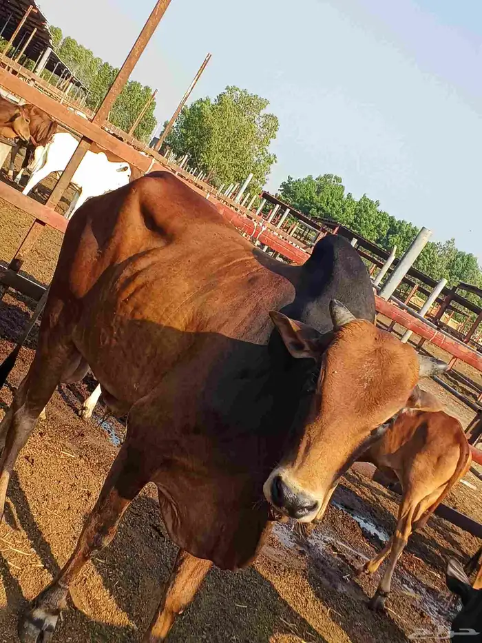 أعراض لكم بقاير جاموس وبلدي وفحل بلدي 6