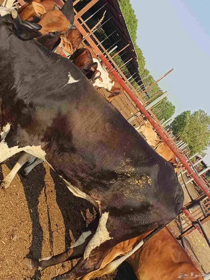 أعراض لكم بقاير جاموس وبلدي وفحل بلدي 5