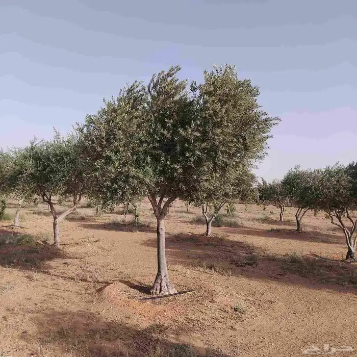 اشجار زيتون معمره اسباني ونيبالي 8