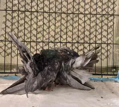 حمام رقاصي فانتيل index