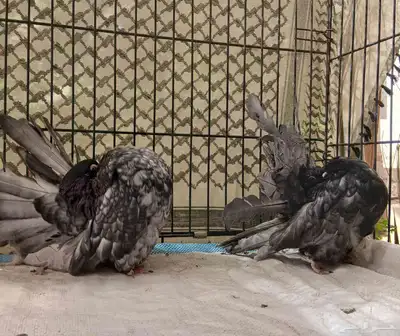 حمام رقاصي فانتيل index