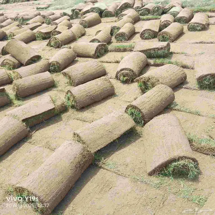 نجيل طبيعي 7