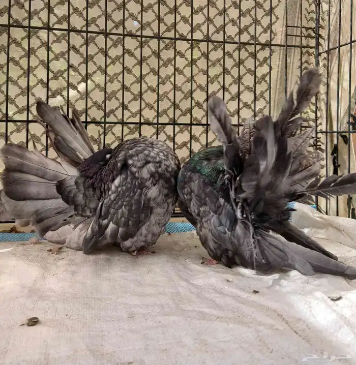 حمام رقاصي فانتيل 0