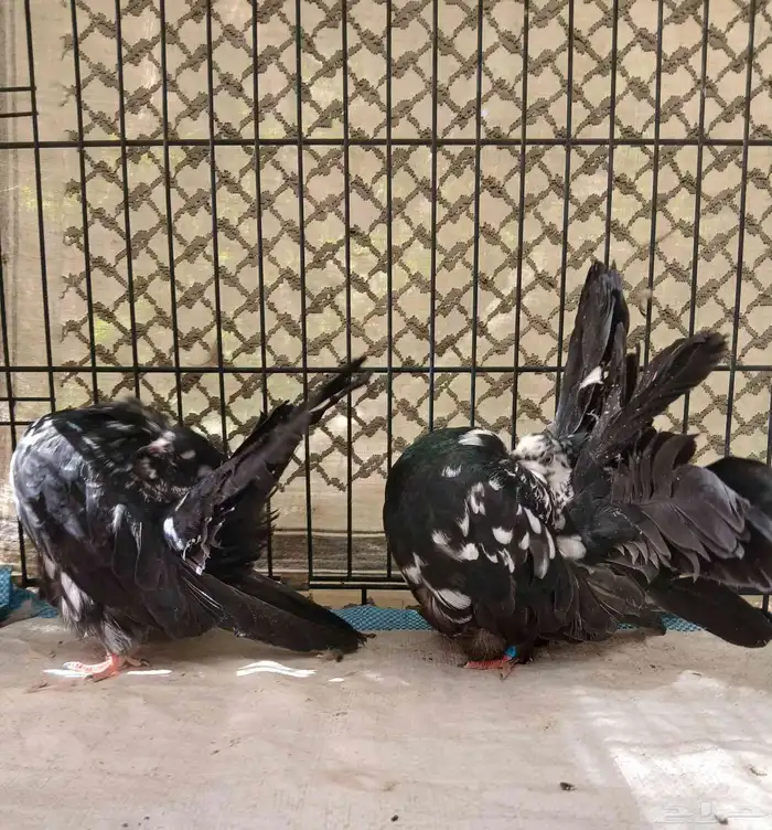 حمام رقاصي فانتيل 1