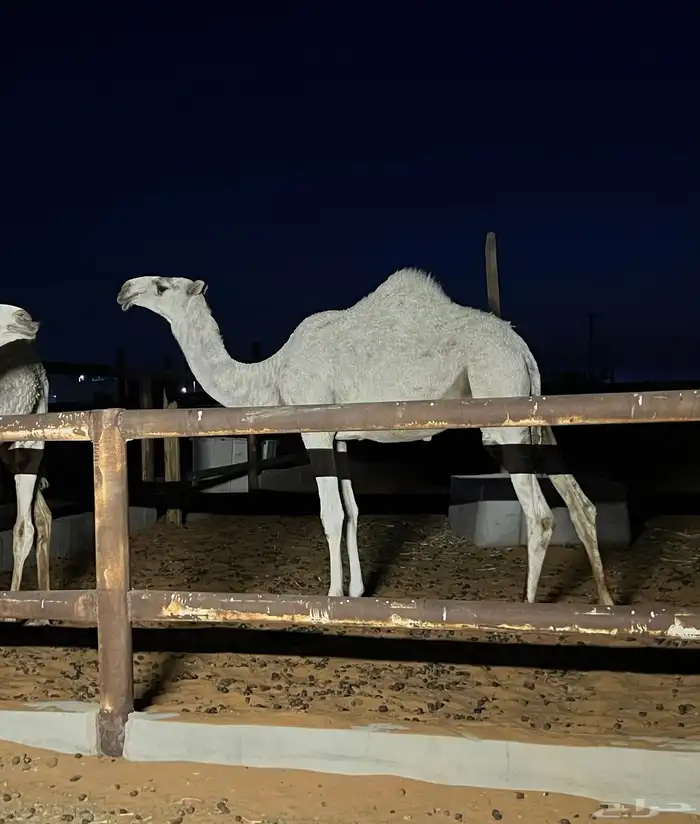 بكره وضحى مفروده 1