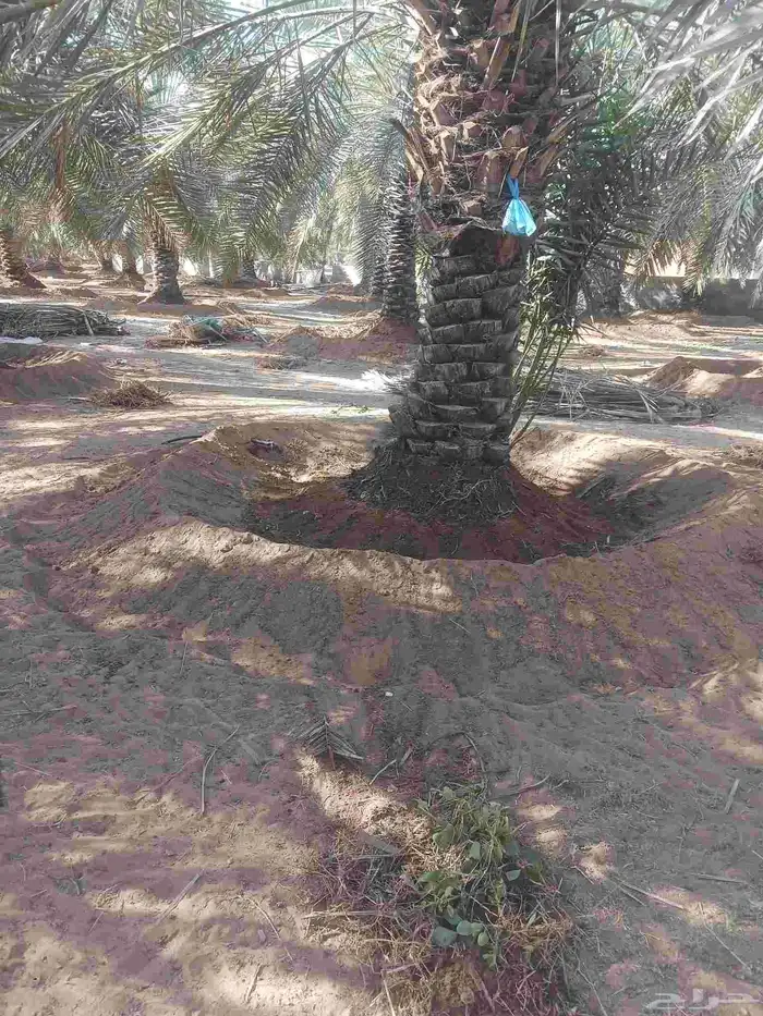 يوجد لدينا جميع انواع النخيل المثمرة وزينه 1