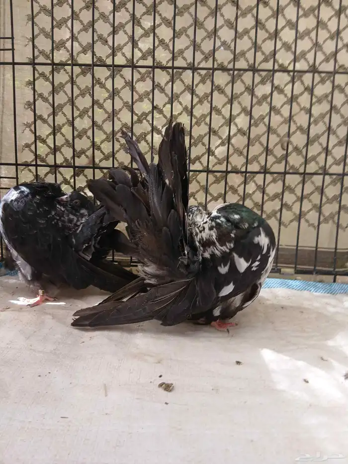 حمام رقاصي فانتيل 4