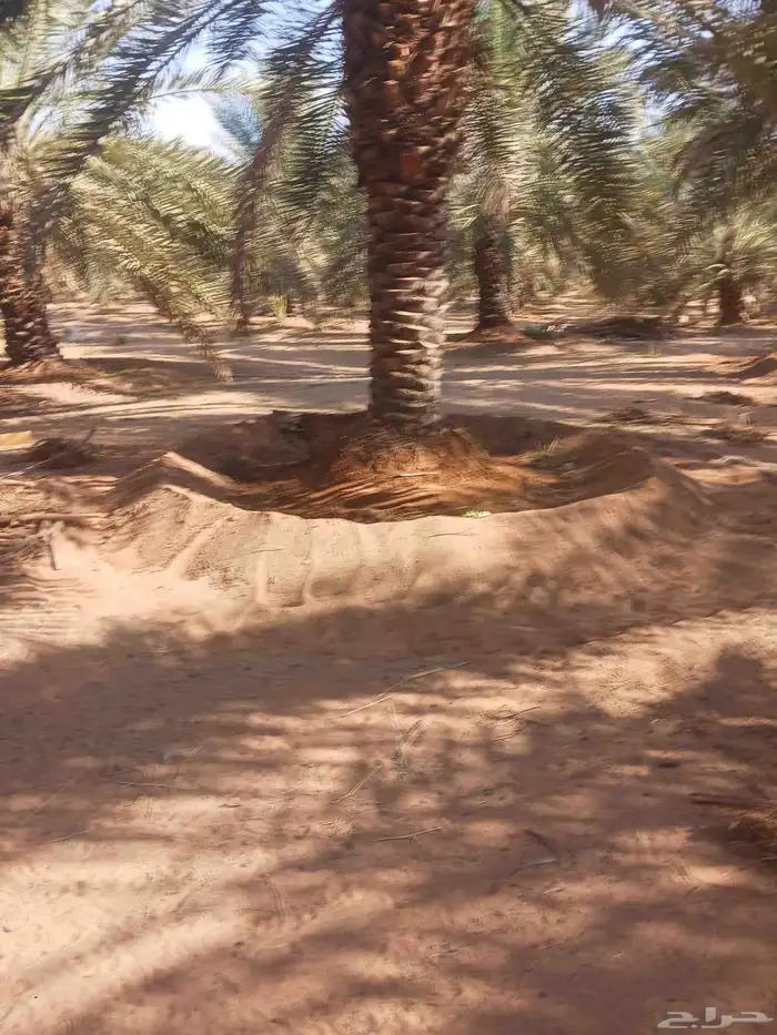 يوجد لدينا جميع انواع النخيل المثمرة وزينه 2