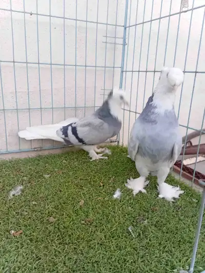 زوج تركي طواقي ازرق او حرمي دبل كرست index