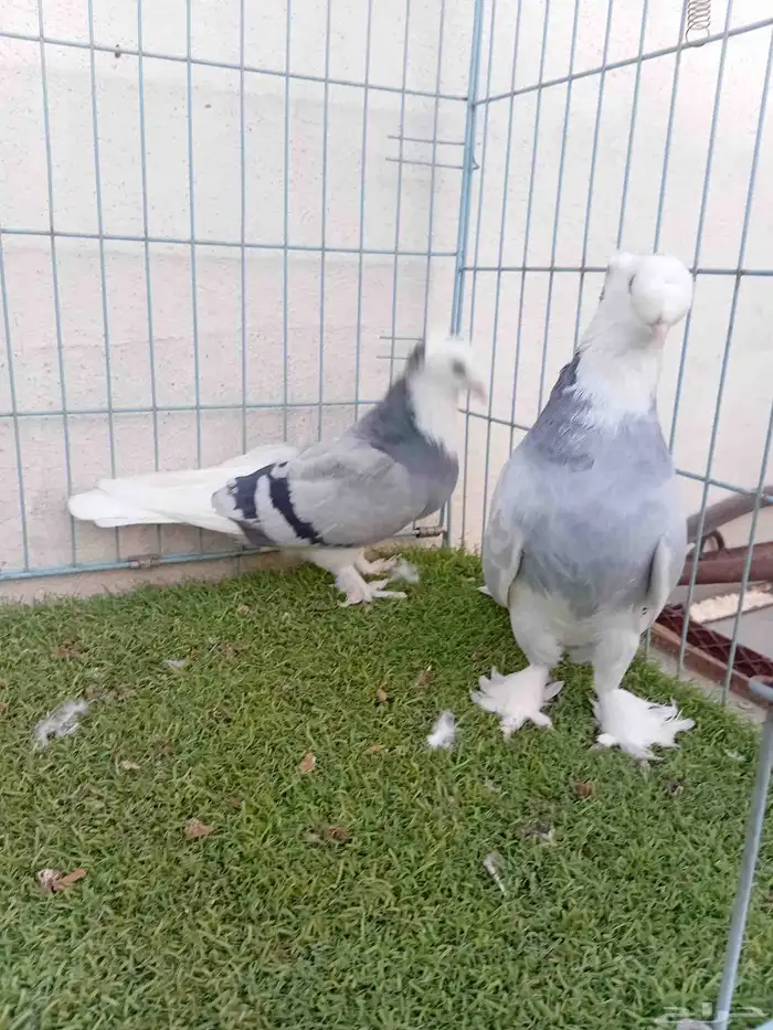 زوج تركي طواقي ازرق او حرمي دبل كرست 8