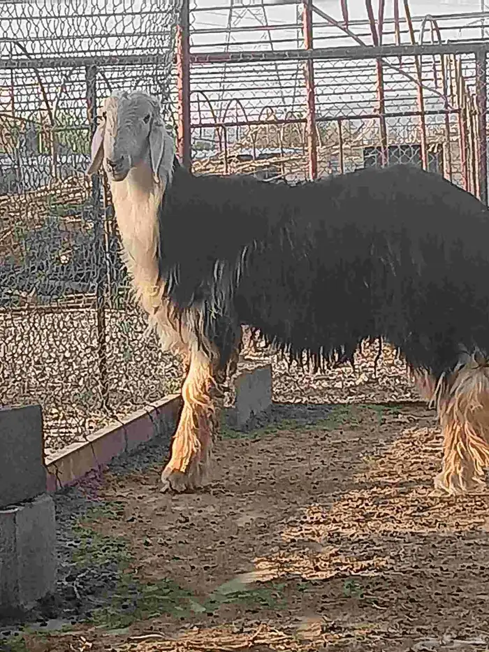 خروف نجدي صنف جرم ارتفاع وشعره وتوه جذع 2