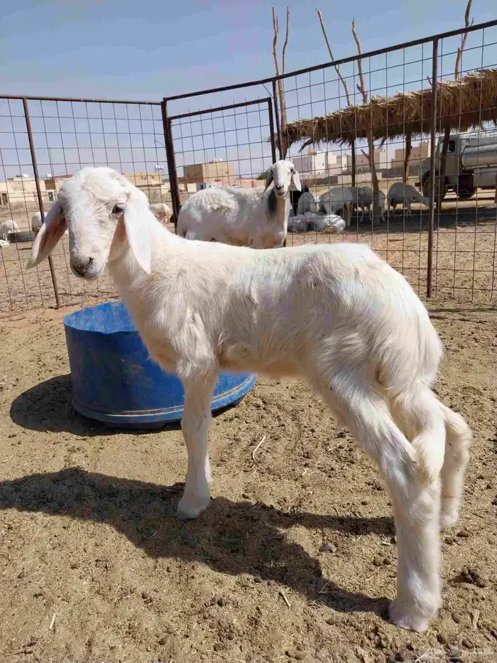 شاه حريه والد معها رخل 2
