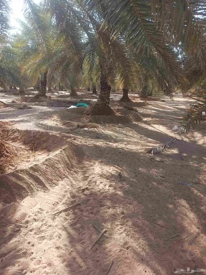 يوجد لدينا جميع انواع النخيل المثمرة وزينه 0