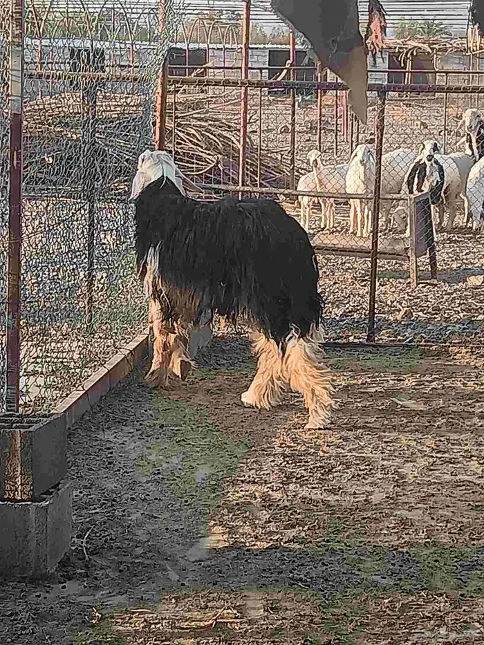 خروف نجدي صنف جرم ارتفاع وشعره وتوه جذع 3