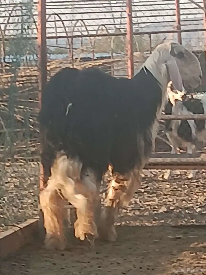 خروف نجدي صنف جرم ارتفاع وشعره وتوه جذع 0