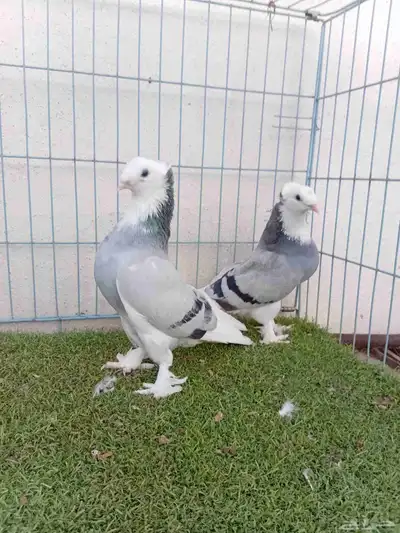 زوج تركي طواقي ازرق او حرمي دبل كرست index