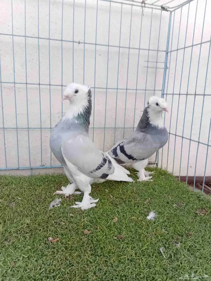 زوج تركي طواقي ازرق او حرمي دبل كرست 5