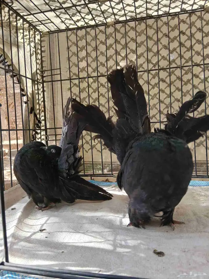 حمام رقاصي فانتيل 6