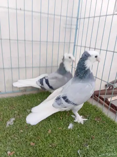 زوج تركي طواقي ازرق او حرمي دبل كرست index