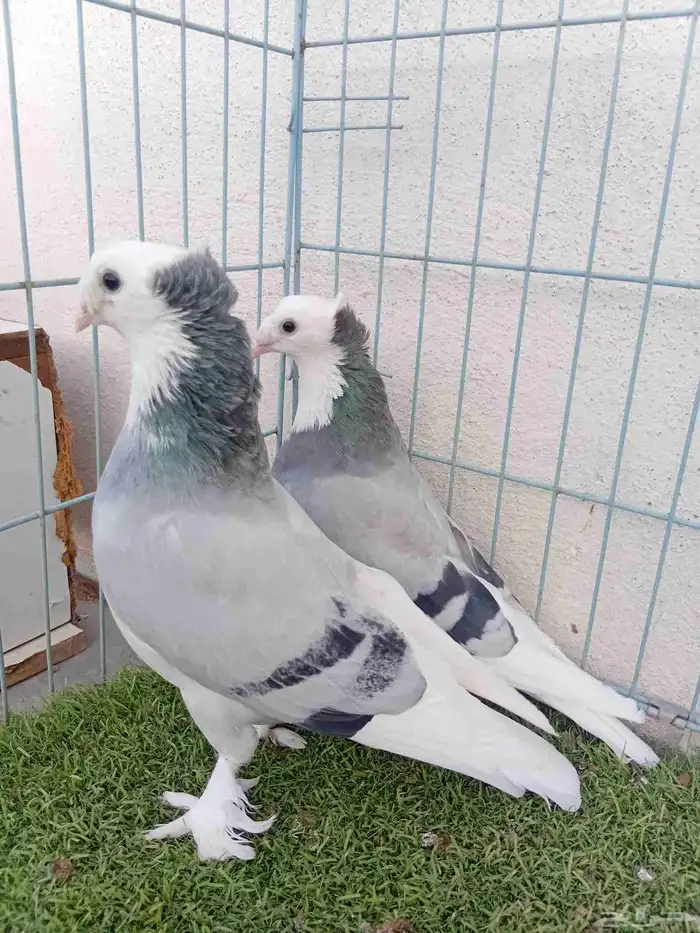 زوج تركي طواقي ازرق او حرمي دبل كرست 9