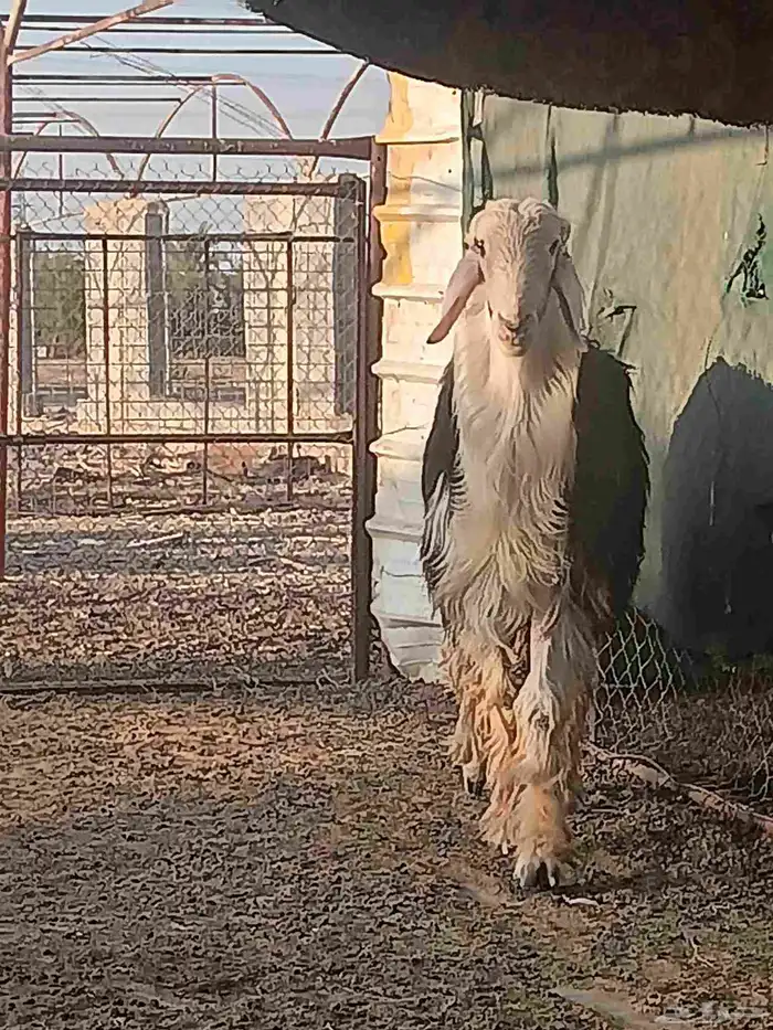 خروف نجدي صنف جرم ارتفاع وشعره وتوه جذع 1