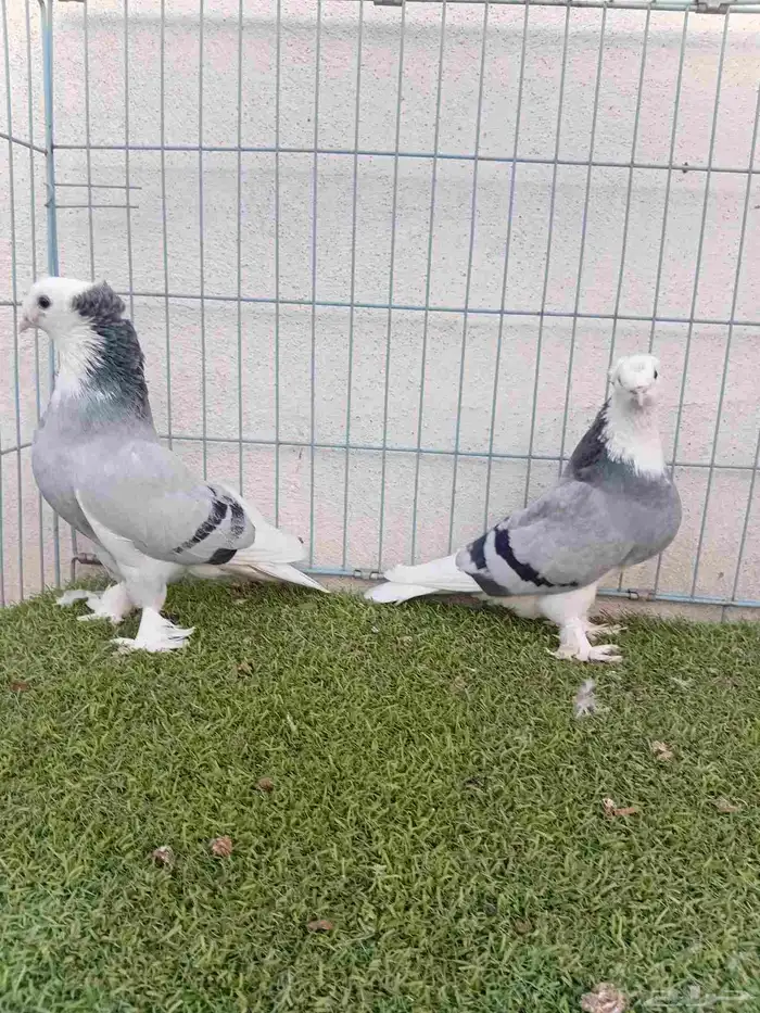 زوج تركي طواقي ازرق او حرمي دبل كرست 2