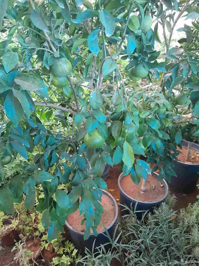 مشتل تنسيق حدائق 5