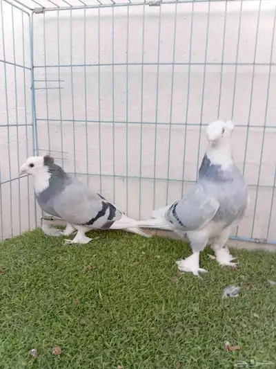 زوج تركي طواقي ازرق او حرمي دبل كرست index