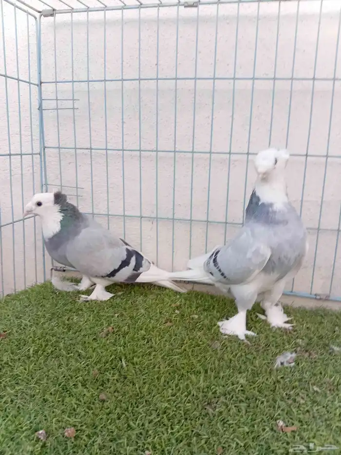 زوج تركي طواقي ازرق او حرمي دبل كرست 6