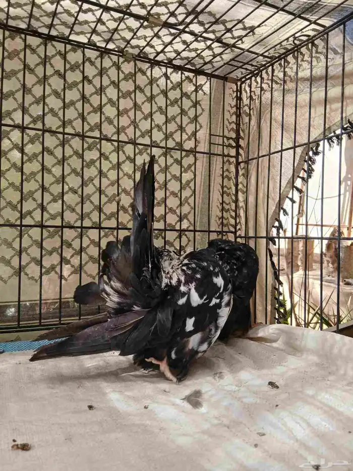 حمام رقاصي فانتيل 9