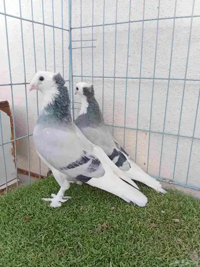 زوج تركي طواقي ازرق او حرمي دبل كرست index