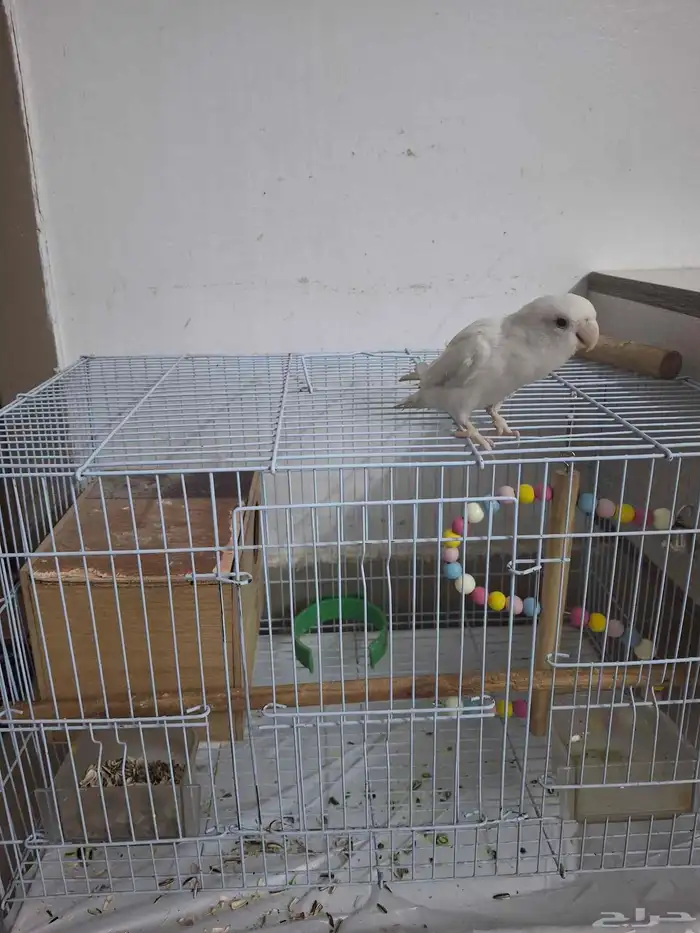 عصفور روز للبيع مع القفص 5