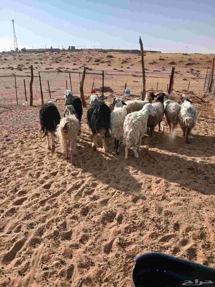 غنم للبيع 4