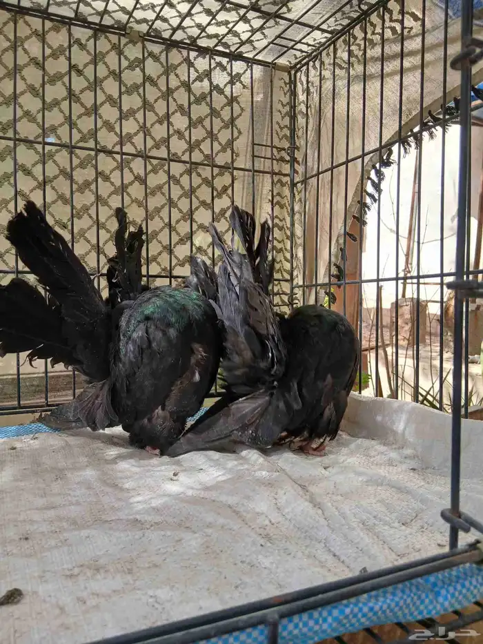 حمام رقاصي فانتيل 5