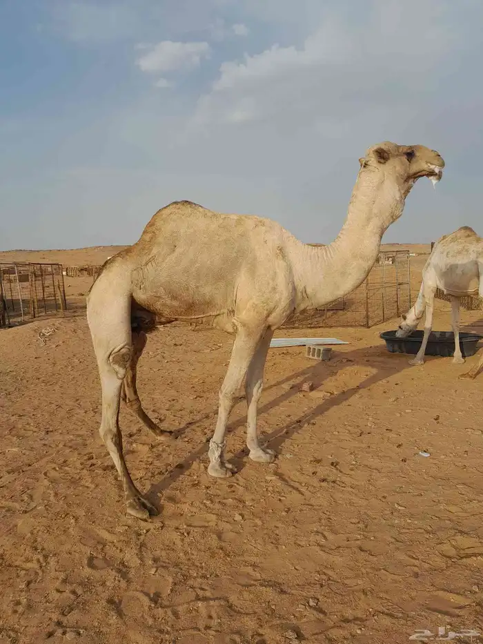 جمل سلاله منتج 0