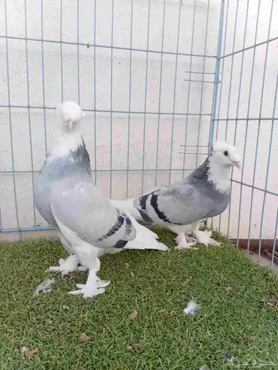 زوج تركي طواقي ازرق او حرمي دبل كرست index