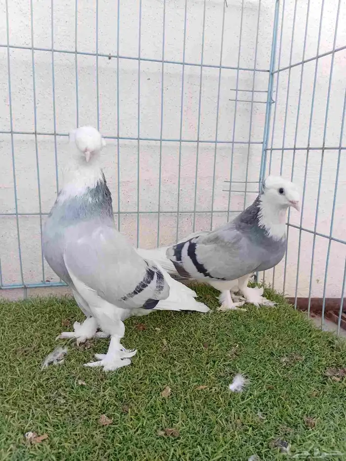 زوج تركي طواقي ازرق او حرمي دبل كرست 4