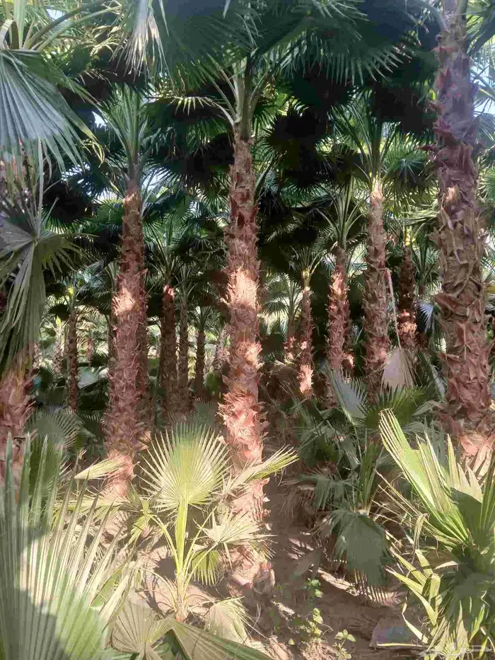 مطلوب مزرعه للاجار او اشركه عقد طويل نشاطي مشتل نخيل وشنطن 0