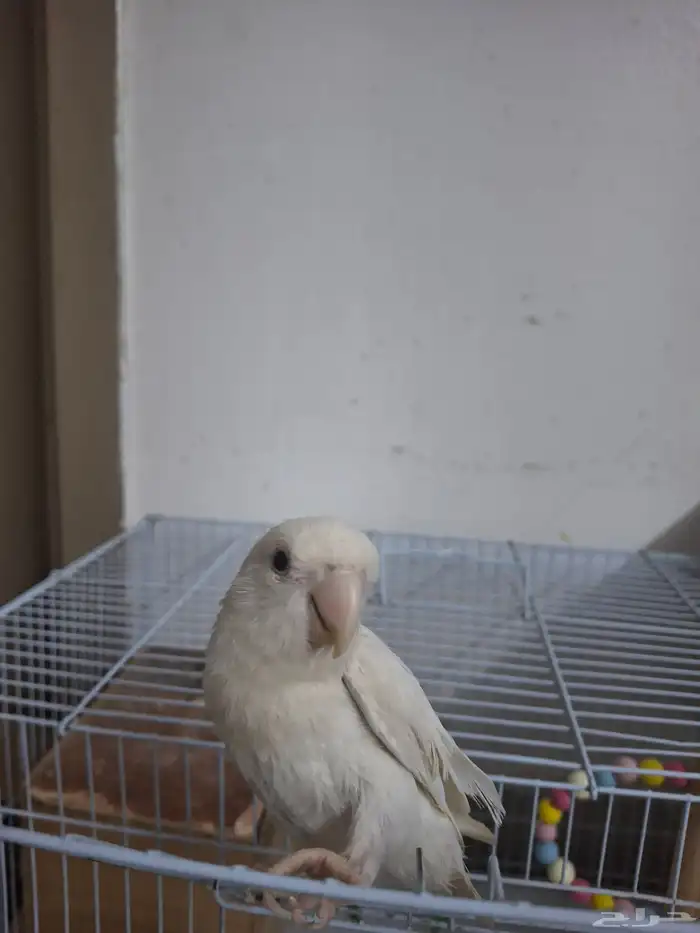 عصفور روز للبيع مع القفص 1