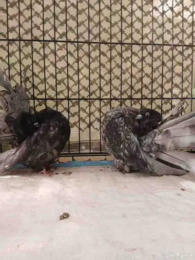 حمام رقاصي فانتيل index