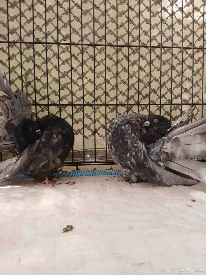 حمام رقاصي فانتيل 8