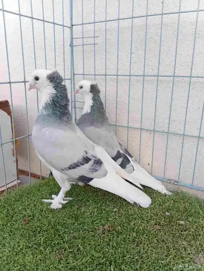 زوج تركي طواقي ازرق او حرمي دبل كرست index